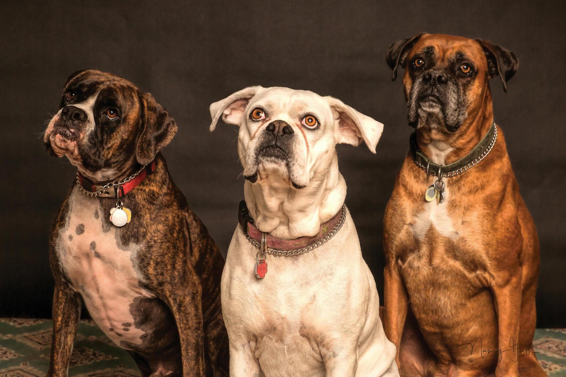 Emergency vets in Providence