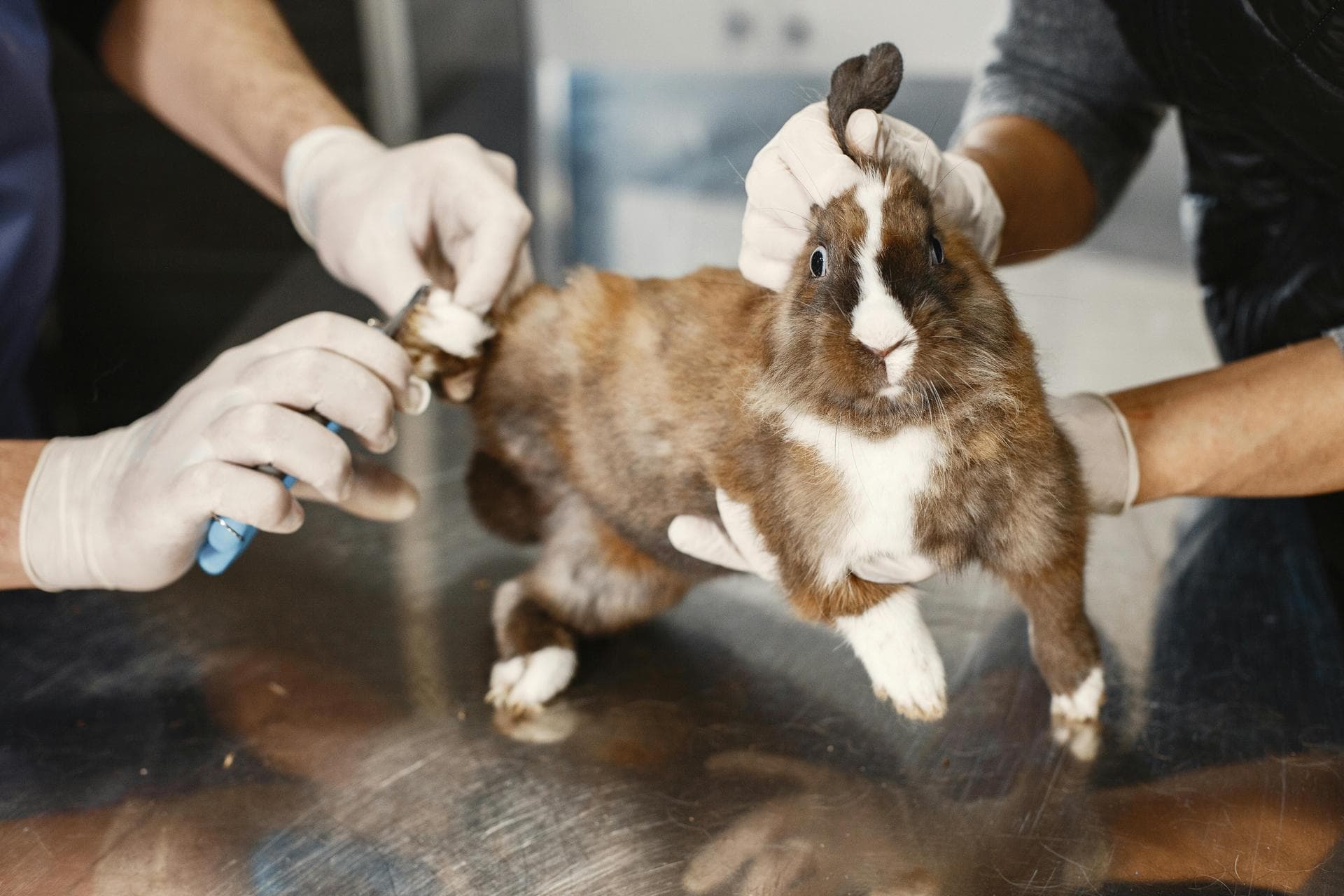 Specialist Vets in Providence